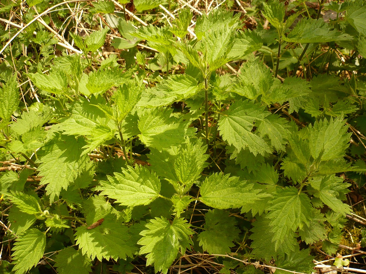 Urtica dioica subsp. dioica (Urticaceae)